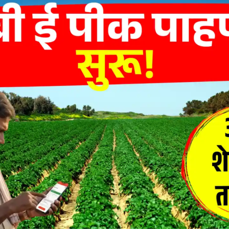 rabbi pik pahani suru